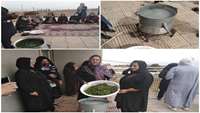 برگزاری جشنواره عرق گیری گیاهان داروئی در خانه بهداشت فند شهرستان گرمسار
